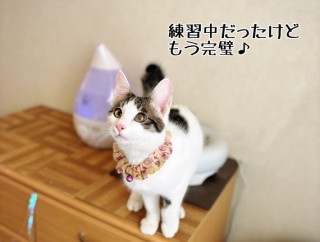 やんちゃ坊主のお届けに向けて特訓中。