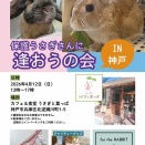 保護うさぎ譲渡会 保護うさぎさんに逢おうの会in神戸【4/12】