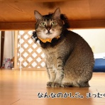 猫とお酒と日々のこと