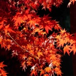 ある魚屋のつぶやき〜Let the good times roll～