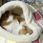 「小さな猫ベッドには入れないよ」と大きな猫に言ったら・・・