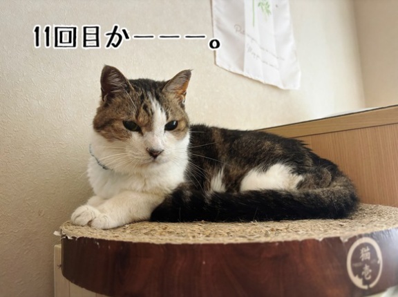 11回目のウチの子記念日