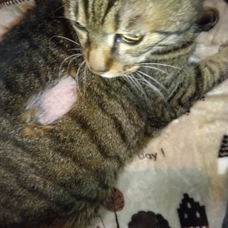 コン太里親会ブログ