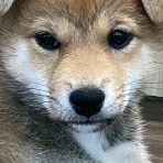 ペットショップワンラブ フレスポ御所野店のスタッフブログ