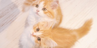 理不尽なのはわかってるんだけど「猫カフェに行こう」って言われて冷めた。猫は好きなんだけど、動物カフェ系は無理。