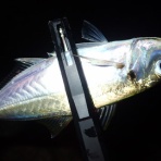  釣果で証明する釣りの理論 ── 私が思うところ。