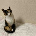ジャミちゃんのお顔の傷