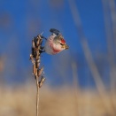 オスのベニヒワ