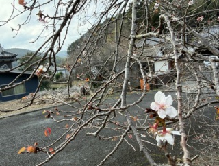 美味くて食べ過ぎ注意！３分で作れる「ごま餅」