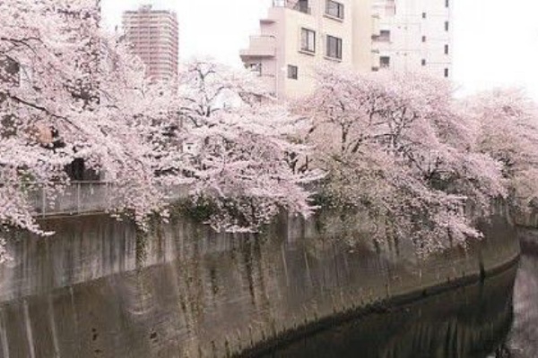 神田川は 隠れた桜の名所 高田馬場 ラビネスト ひまつぶしノート 劇場のある街