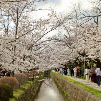 哲学の道（京都）〜京都の桜スポットで1番お気に入り！〜