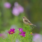 『投稿：お花畑のノビタキ5態　2024/11/07』の画像