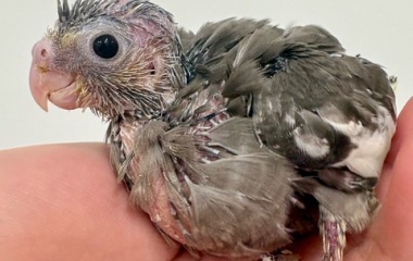 『新しい鳥の紹介です🐣』の画像