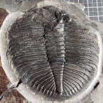 三葉虫の世界