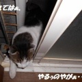 猫に小判を与えたら。 埋蔵金:千九百弐拾両 なにしぃ~戻るぅ?