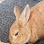 うのくらし