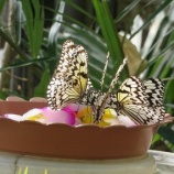『【動物ふれあい】足立区生物園に行ってきました』の画像