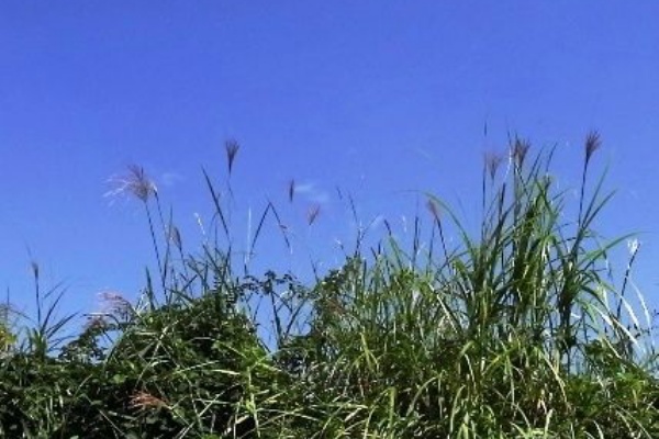 花信風 季節からのたより すすき