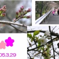 夙川公園 今日、桜 が開花