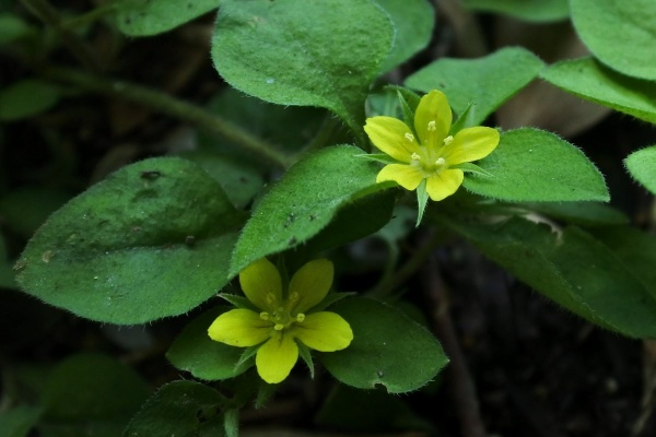 漱石枕流 オカトラノオ属