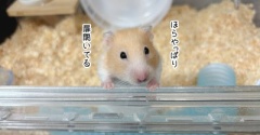 今日のプリン(10/8追記)