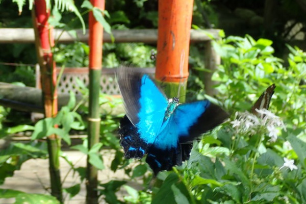 英語で話す日本 About Japan In English 19年07月