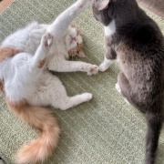 日向ぼっこからじゃれ合いへ。どちらが勝った？