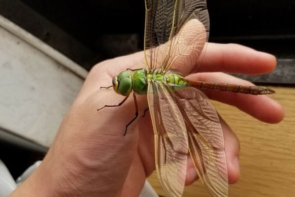 カニ カブクワ飼育記録 トンボ
