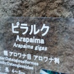 オサムシのマイル特典旅行記２