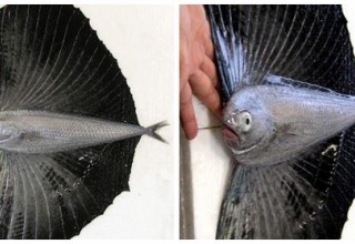 【レア画像】図鑑でしか見ない「ベンテンウオ」水揚げ　なにこの悪魔みたいな魚