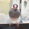 風邪をひきまして