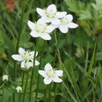野の花観察記