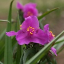 現代住宅植栽考　第65回