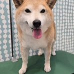 大阪府 ペットショップワンラブ イズミヤ八尾店のスタッフブログ