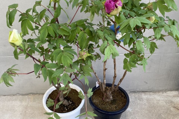 花重 京都 hanajyu - 牡丹鉢物販売 牡丹 連鶴 豪華多弁咲き 鉢ごと発送