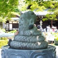 三室戸寺の紫陽花2026