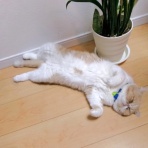 ”猫おでん”あり〼。