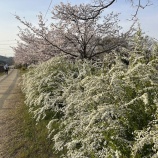 �عԽ�����٤β���