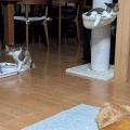 ちょっと見える　きいろちゃん