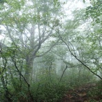 葉っぱ塾～ブナの森から吹く風