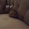 ソファから落ちたがる