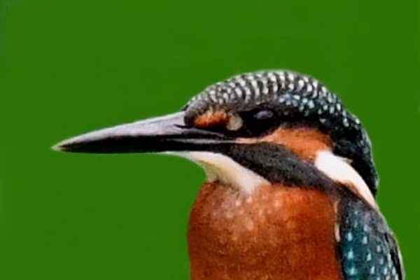 日本の野鳥 四半世紀を超えて愛用される山溪ハンディ図鑑『日本の野鳥』が