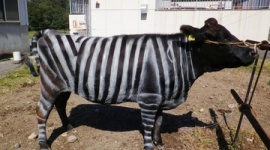 【動物】和牛にシマウマ模様で虫よけ効果…日本人連続のイグ・ノーベル賞