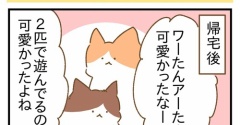 甥っ子猫に会ってきた（完）