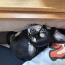 【チワワのにこまる】どうしても足の上に座ってこたつに挟まりたい…