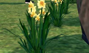 マビノギのニラと水仙は安全です