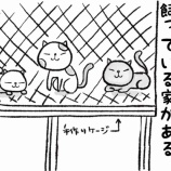 『ご近所のネコちゃん』の画像