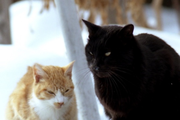 Gallery Ishicon F 北の国から 06