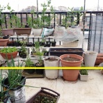 Heyモーの家庭菜園を楽しむ