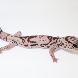 『ニシアフ一挙ご紹介!』の画像